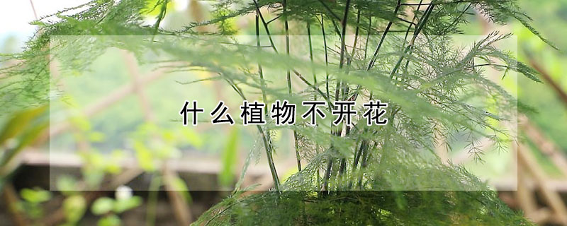 什麼植物不開花