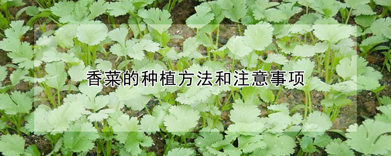 香菜的種植方法和注意事項