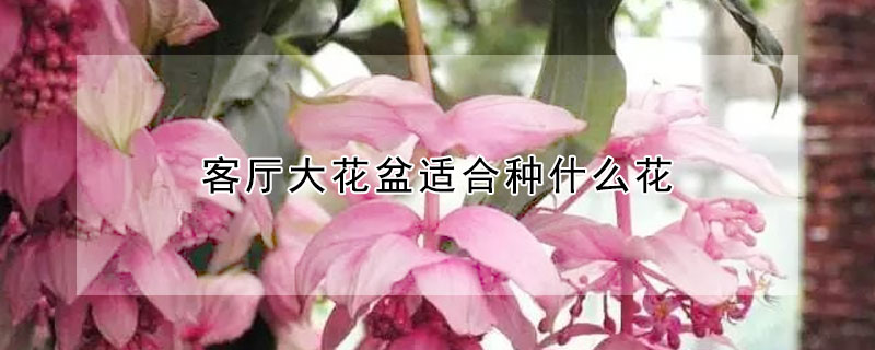 客廳大花盆適合種什麼花