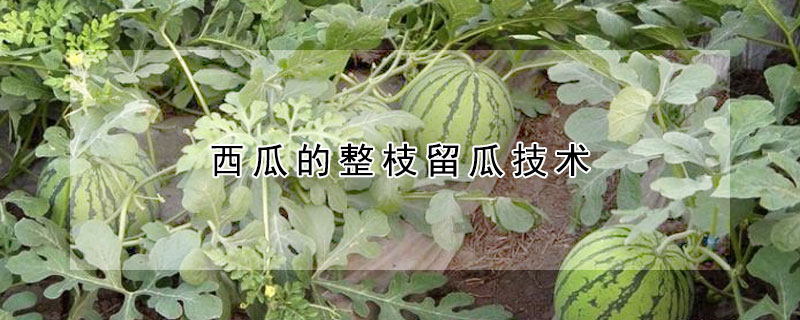 西瓜的整枝留瓜技術