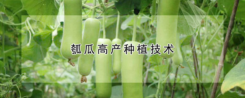 瓠瓜高產種植技術