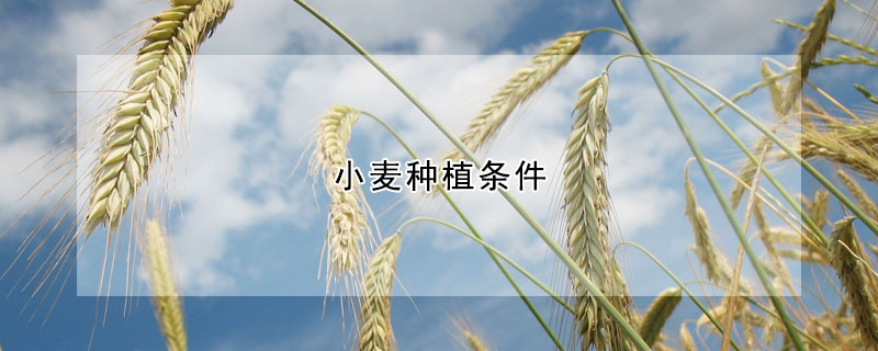 小麥種植條件