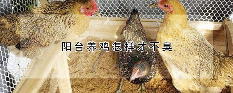 陽台養雞怎樣才不臭