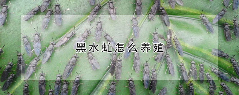 黑水虻怎麼養殖