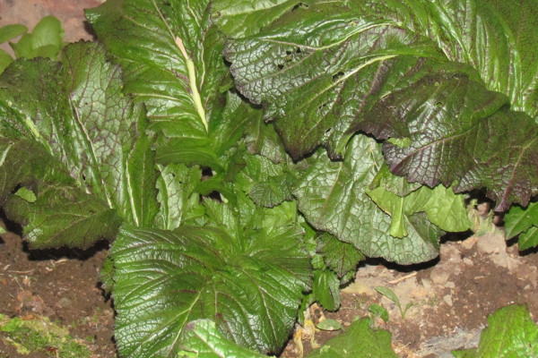 芥菜怎麼種植技術視頻