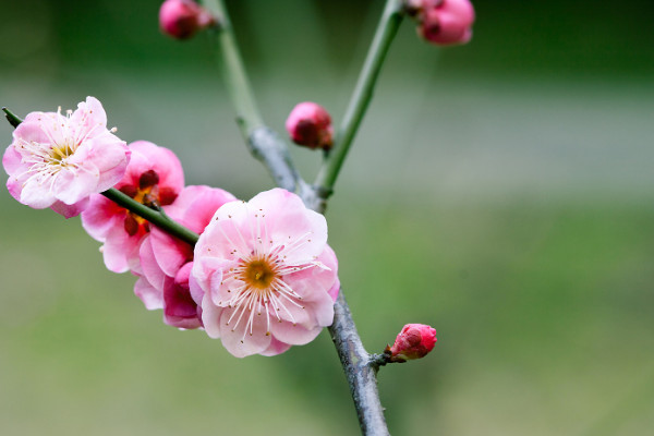 1～12月各開什麼花 每個月開什麼花