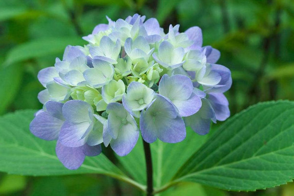 1～12月各開什麼花 每個月開什麼花