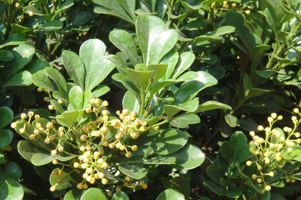 1～12月各開什麼花 每個月開什麼花