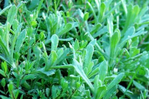 辟邪植物盆栽有哪些 鎮宅辟邪的盆栽