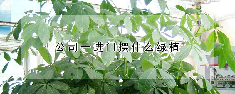 公司一進門擺什麼綠植