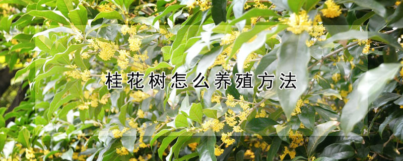 桂花樹怎麼養殖方法