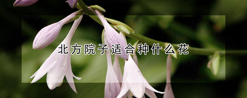 北方院子適合種什麼花