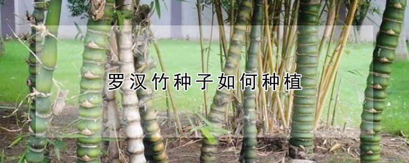 羅漢竹種子如何種植