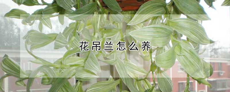 花吊蘭怎麼養