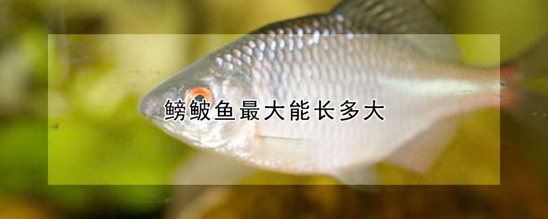 鰟鮍魚最大能長多大