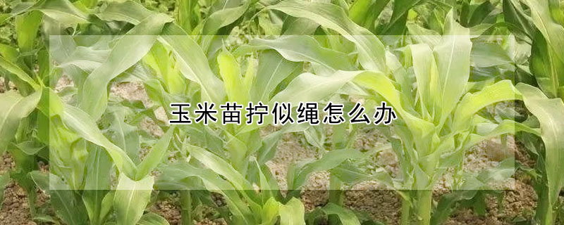 玉米苗擰似繩怎麼辦