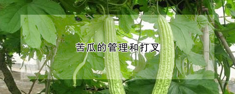 苦瓜的管理和打叉