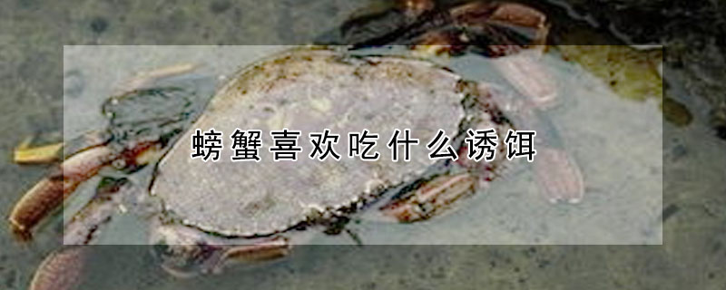 螃蟹喜歡吃什麼誘餌