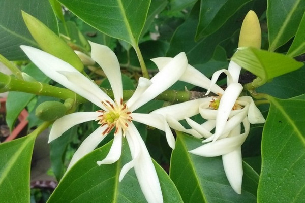 10種代表夏天的植物 夏天的代表性植物