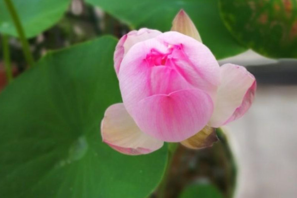 10種代表夏天的植物 夏天的代表性植物