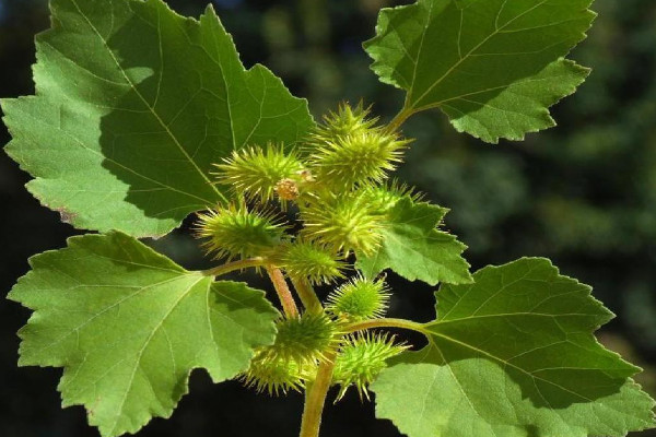 種子傳播方法10種 各類植物的傳播方式