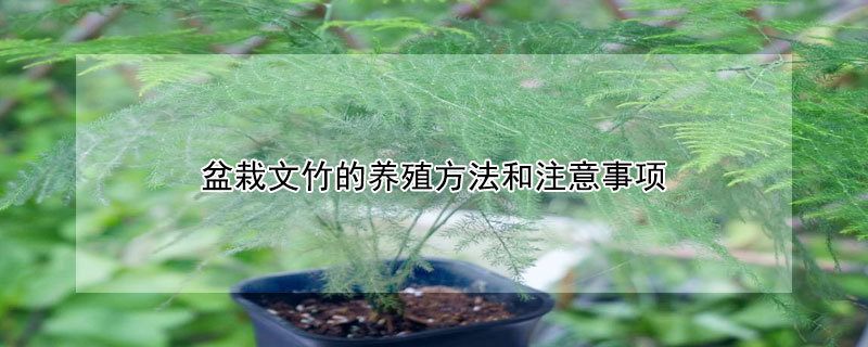 盆栽文竹的養殖方法和注意事項