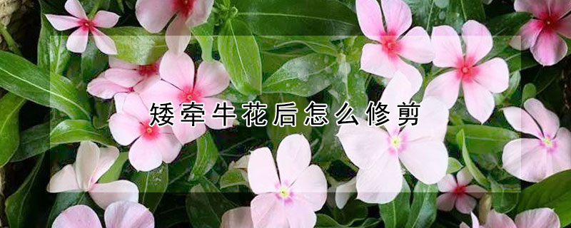 矮牽牛花後怎麼修剪