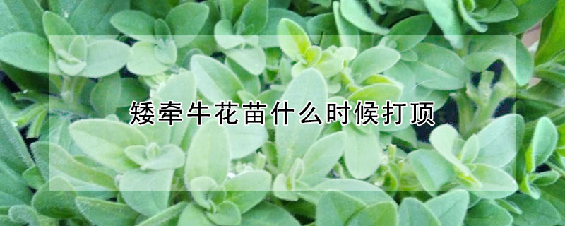 矮牽牛花苗什麼時候打頂