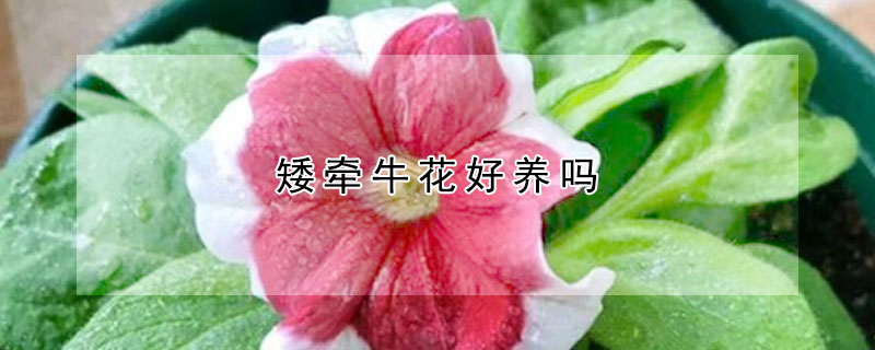 矮牽牛花好養嗎