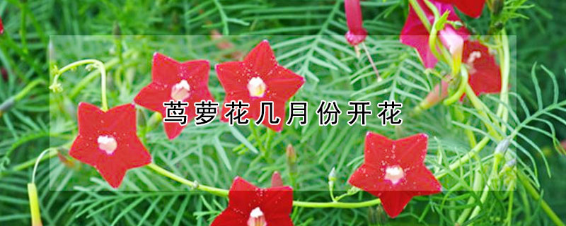 蔦蘿花幾月份開花