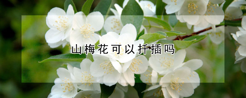 山梅花可以扡插嗎