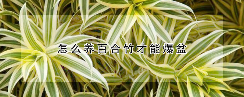 怎麼養百合竹才能爆盆