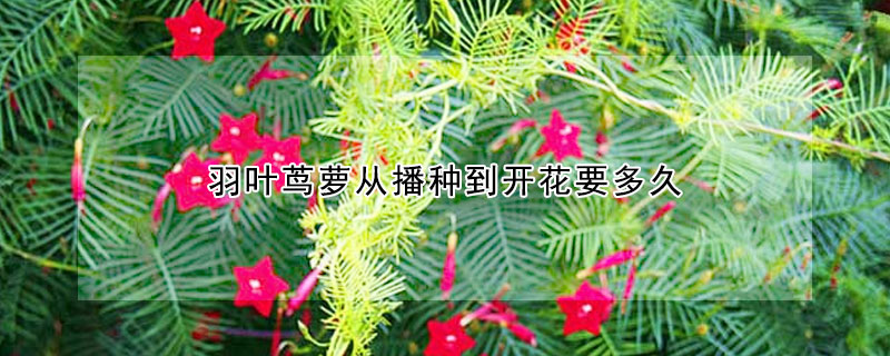 羽葉蔦蘿從播種到開花要多久