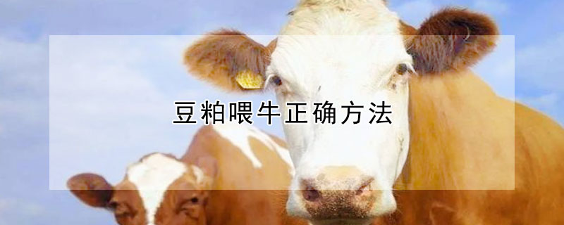 豆粕喂牛正確方法