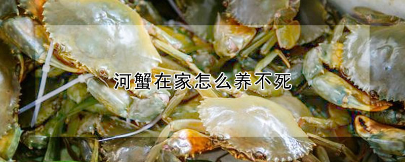 河蟹在家怎麼養不死