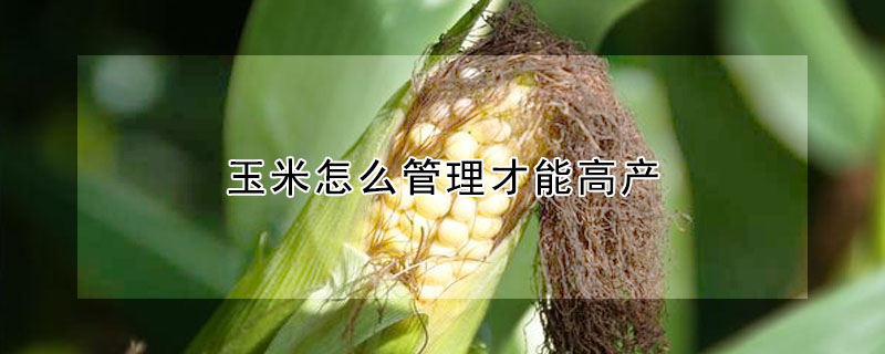 玉米怎麼管理才能高產