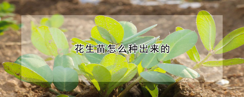 花生苗怎麼種出來的