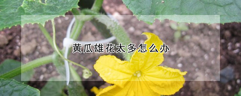 黃瓜雄花太多怎麼辦