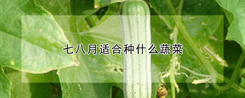 七八月適合種什麼蔬菜