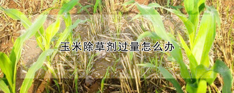 玉米除草劑過量怎麼辦