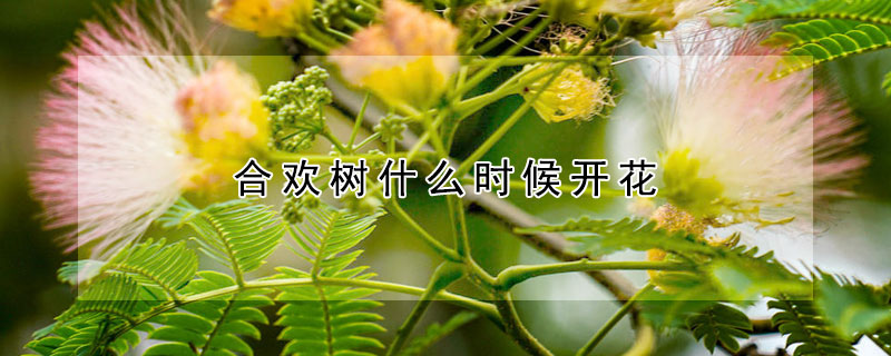 合歡樹什麼時候開花