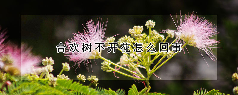 合歡樹不開花怎麼回事