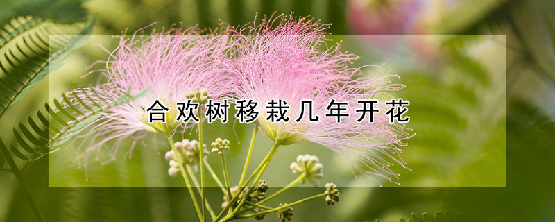 合歡樹移栽幾年開花