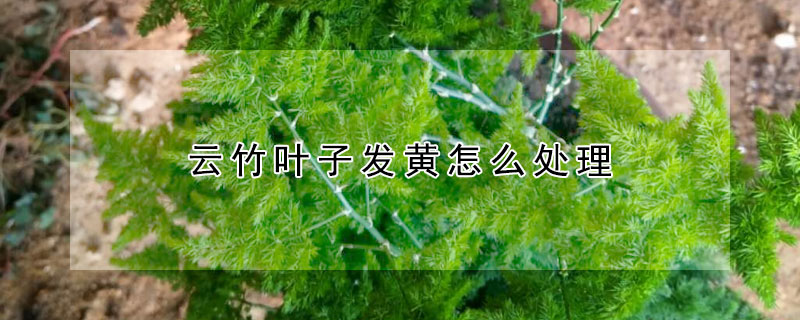 雲竹葉子發黃怎麼處理