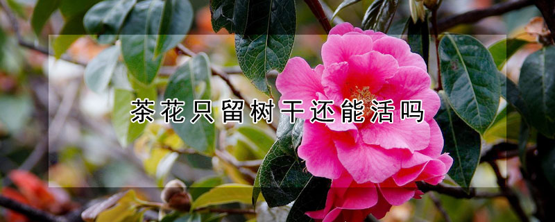 茶花隻留樹幹還能活嗎