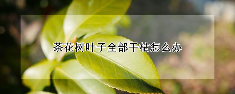 茶花樹葉子全部幹枯怎麼辦