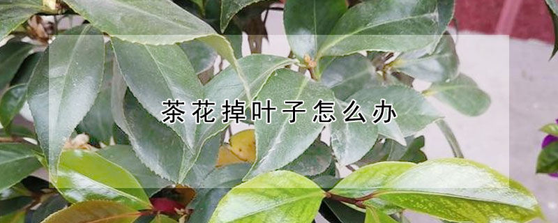 茶花掉葉子怎麼辦