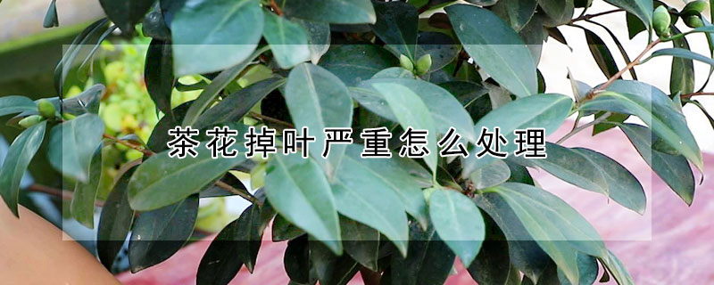 茶花掉葉嚴重怎麼處理