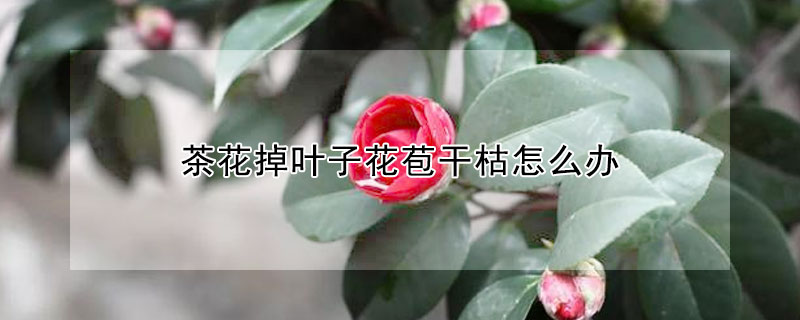 茶花掉葉子花苞幹枯怎麼辦