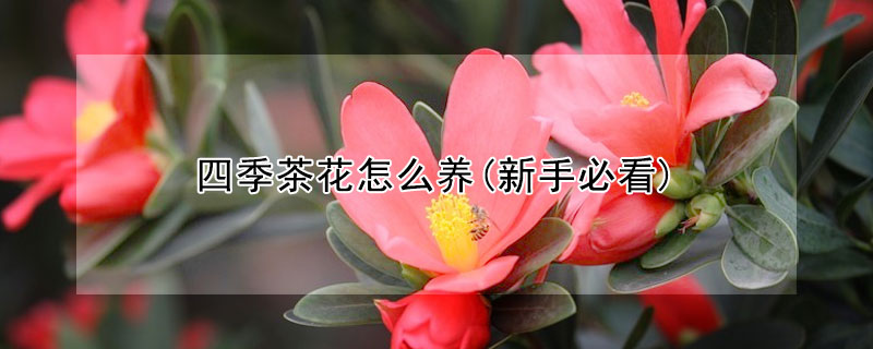 四季茶花怎麼養(新手必看)